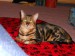 DSCN0774.JPG